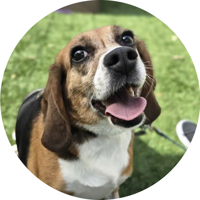 A close-up of a beagle with a brown and white coat, standing outdoors on green grass. The dog is looking up with a relaxed expression, its mouth open and tongue out. The background includes blurred elements suggesting a playful environment.