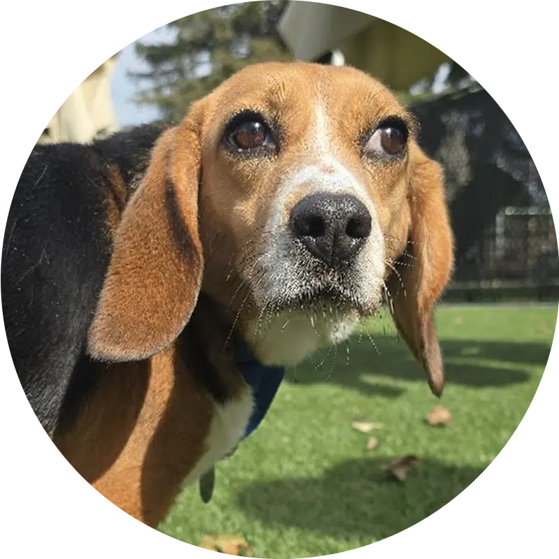 A close-up of a beagle with a brown and black coat, standing on green grass. The dog's ears are droopy, and it has a curious expression. Sunlight is gently illuminating its face, providing a clear view of its features.