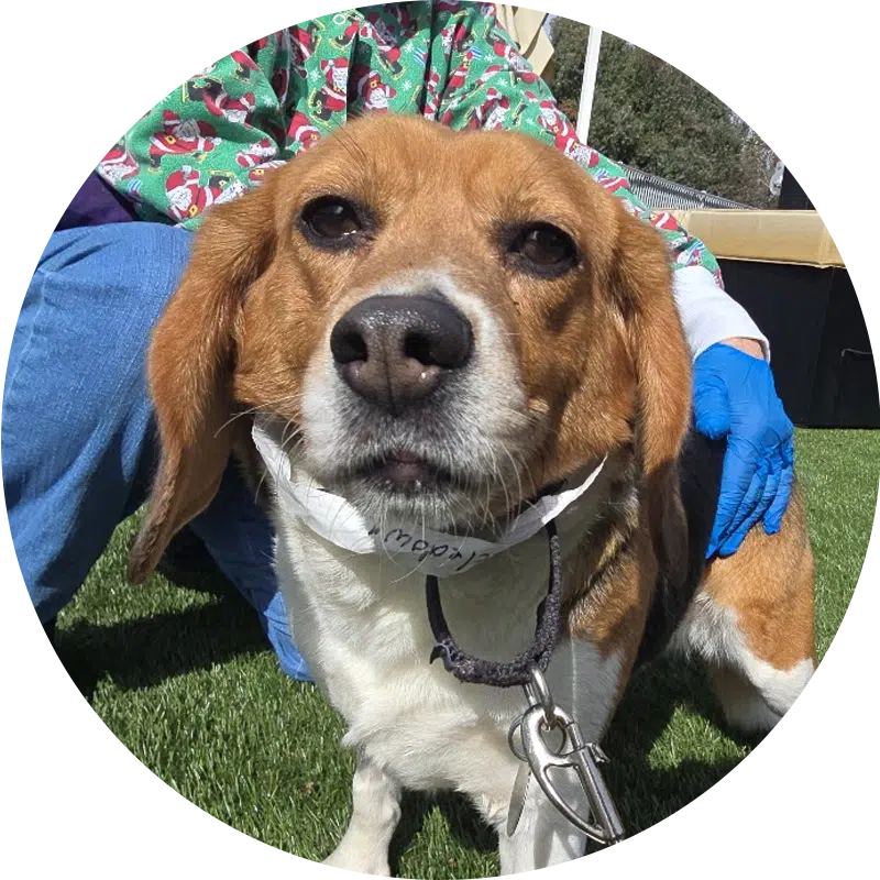 A close-up of a beagle sitting on grassy ground, with a person in festive clothing partially visible in the background. The beagle has a white band around its neck and is looking directly at the camera.