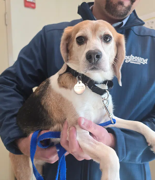 A person holds a rescued beagle with a brown and white coat. The dog is wearing a collar with a tag and appears calm. The background features a light-colored wall, indicating an indoor setting.