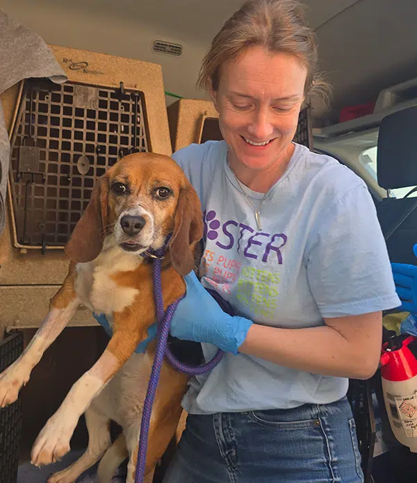 A woman wearing blue gloves gently holds a beagle with a brown and white coat. The beagle has a purple leash attached. Behind them are crates in a vehicle, indicating a rescue or transportation setting.