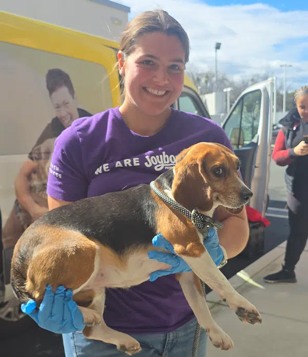 A woman wearing a purple t-shirt and blue gloves holds a beagle while smiling. The beagle is looking at the camera. In the background, a vehicle is visible, along with another person wearing a red shirt. Bright daylight illuminates the scene.