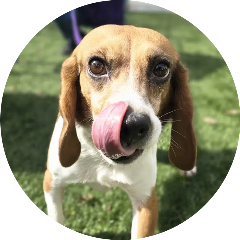 A close-up of a beagle with brown and white fur, licking its lips. The dog has expressive eyes and is standing on green grass. The background is blurred, suggesting a friendly outdoor setting.