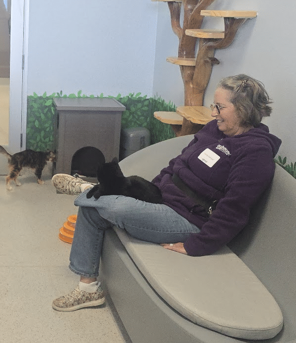 A woman in a purple hoodie sits on a gray bench in a cat lounge, smiling as a black cat rests on her lap. A smaller brown tabby cat walks nearby. The room has light blue walls and a wooden cat tree in the background, part of the Joybound thrift store.