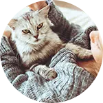A person cradling a gray cat in their arms, wearing a cozy knitted sweater. The cat has bright eyes and a calm expression, while the person's face is partially visible, indicating a relaxed atmosphere.
