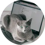 A gray cat resting on a laptop keyboard, with green eyes looking directly at the camera. The laptop screen shows a blurred interface, indicating work or communication. This image relates to animal rescue donations, highlighting the companionship of pets.