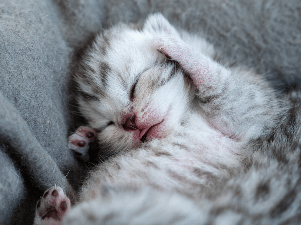 A sleeping gray tabby kitten, curled up warmly, with its paw resting on its forehead. The kitten is nestled in soft gray fabric, showing its tranquil expression. This image relates to the comforting atmosphere of Joybound in Walnut Creek.