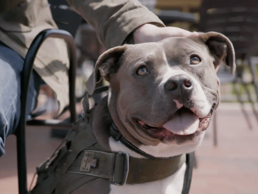 A smiling pit bull dog wearing a harness is being petted by a person seated on a chair at an outdoor café in Walnut Creek. The dog's fur is gray with white patches, and its body appears healthy and well-cared for, matching the friendly atmosphere of Joybound.