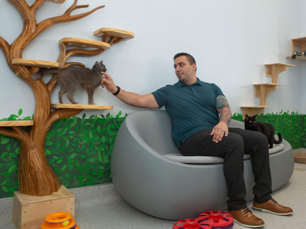 A man sitting on a modern gray couch in a room designed for cats, interacting with a gray cat on a tree-like structure. A black cat is resting nearby on the couch. The walls are painted with green foliage motifs.
