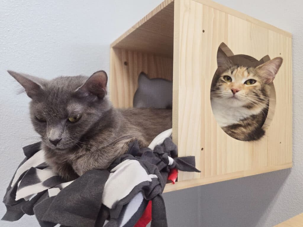 Two cats are seen in a wooden cat house. One gray cat lies on a blanket in front of the house, while a calico cat peeks out from a circular opening in the side of the house. The background has a plain wall.