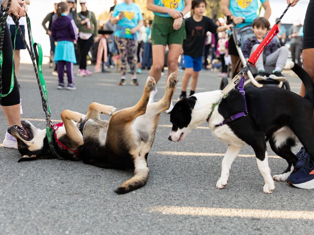 Two dogs on leashes interacting at an outdoor event. One dog, lying on its back, appears relaxed, while the other dog, standing nearby, is sniffing the ground. In the background, people, including children, are engaged in various activities.