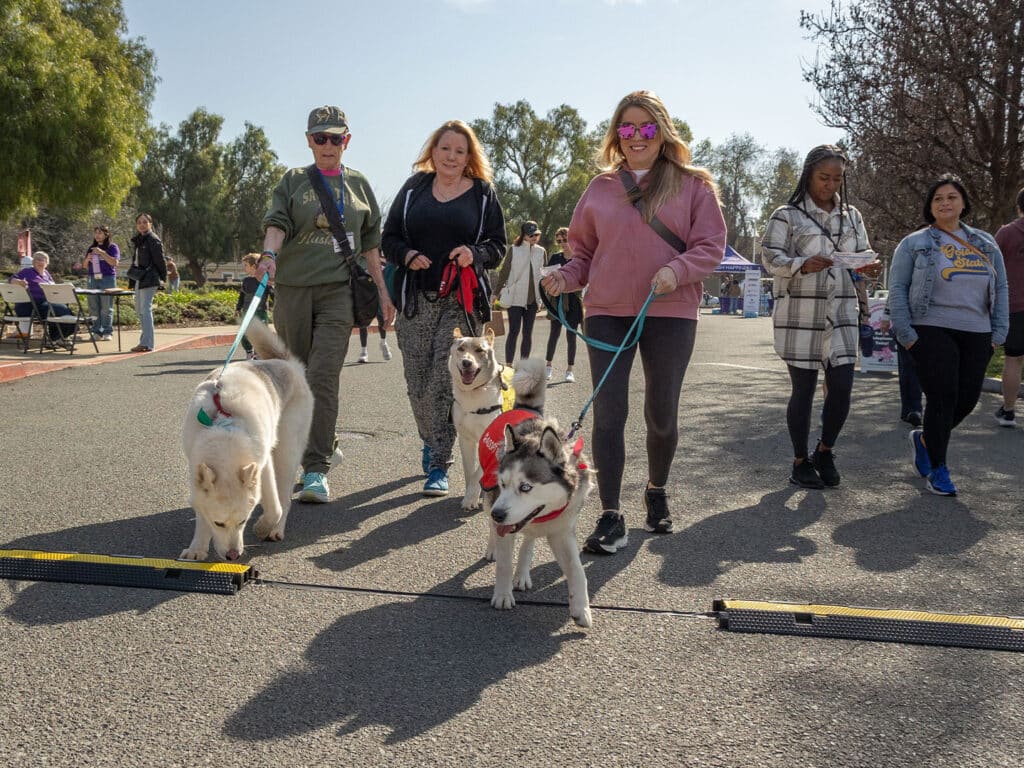 Three women walking dogs on leashes along a path in a park. Two of the dogs are wearing harnesses, and there are people and booths visible in the background, indicating an event taking place.