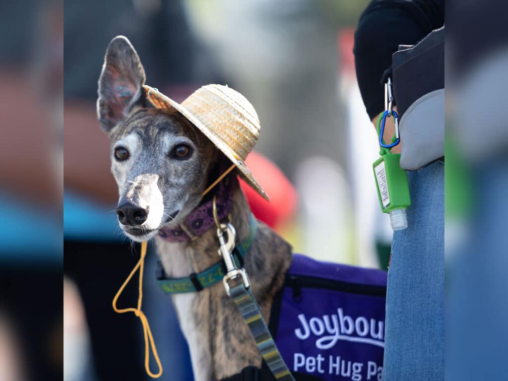 A greyhound dog wearing a small straw hat is standing alongside a person in casual attire. The dog has a purple vest with the text "Joybound Pet Hug". The background is blurred, focusing on the dog's expression and outfit.