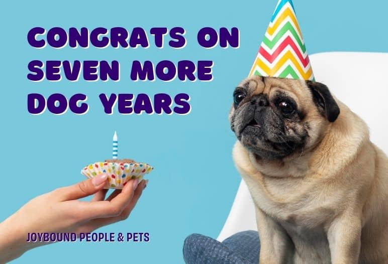 A pug wearing a colorful party hat sits next to a cupcake with a single candle. Text reads "CONGRATS ON SEVEN MORE DOG YEARS" along with the caption "JOYBOUND PEOPLE & PETS" on a blue background.