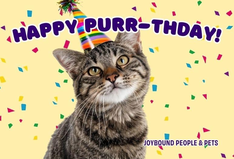 A tabby cat wearing a colorful party hat, looking directly at the camera against a yellow background. Colorful confetti is scattered around the cat, with the text "HAPPY PURR-THDAY!" prominently displayed above.