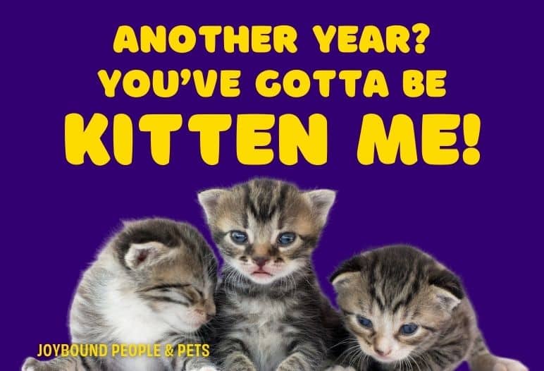 Three adorable kittens in front of a vibrant purple background. The text reads, "ANOTHER YEAR? YOU'VE GOTTA BE KITTEN ME!" The kittens are looking directly at the camera, with distinct markings and expressions, creating a playful and amusing atmosphere.
