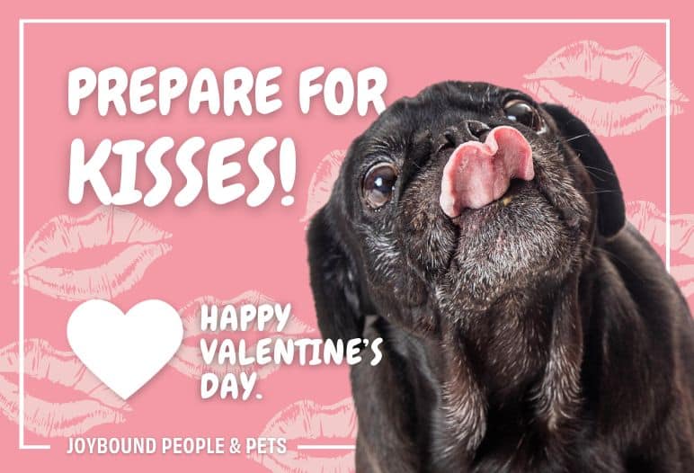 A black pug with its tongue out on a pink background. Text on the image reads, 'Prepare for Kisses! Happy Valentine’s Day.' A heart symbol and branding are also included in the design.