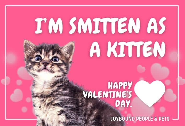 A kitten with a striped coat is centered on a bright pink background adorned with heart shapes, accompanied by the text "I'M SMITTEN AS A KITTEN" and "HAPPY VALENTINE'S DAY" in playful, white fonts. The design conveys a festive Valentine's theme.