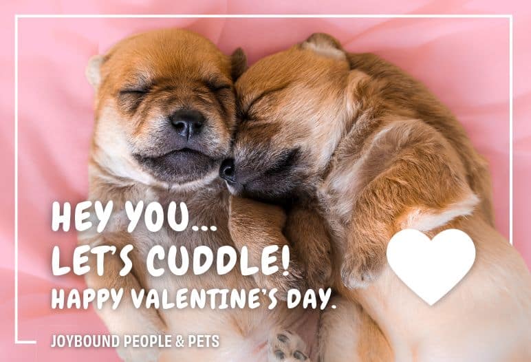 Two sleeping puppies nestled together on a soft pink blanket, with text overlay that reads, "Hey you... Let's cuddle! Happy Valentine's Day." The design is framed with a white border and includes a heart shape.