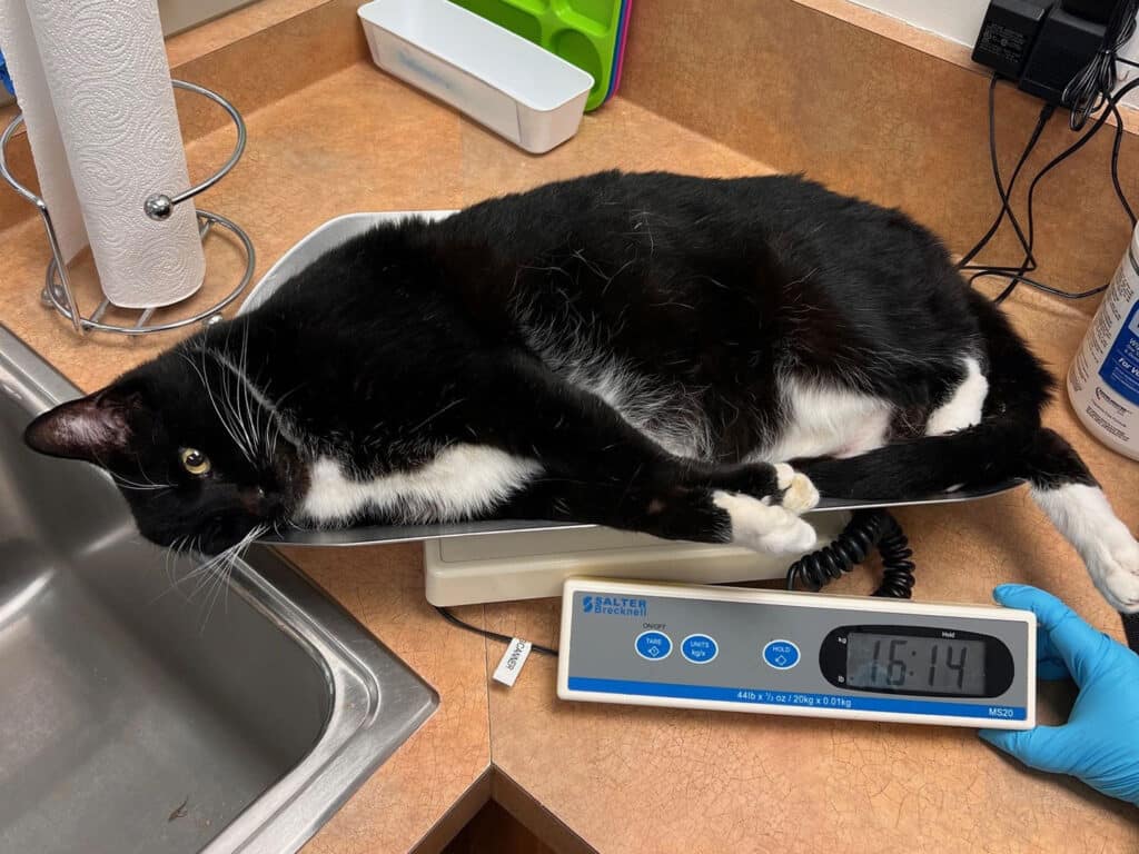 A black and white cat lying on a digital scale in a veterinary clinic. The scale reads 15.14 pounds. In the background, there is a sink and various clinic equipment visible.