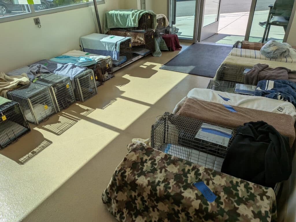 A well-lit room with several animal carriers lined up on the floor, covered with blankets. Sunlight streams in through the windows, casting shadows on the smooth floor, while additional carriers are placed against the wall.
