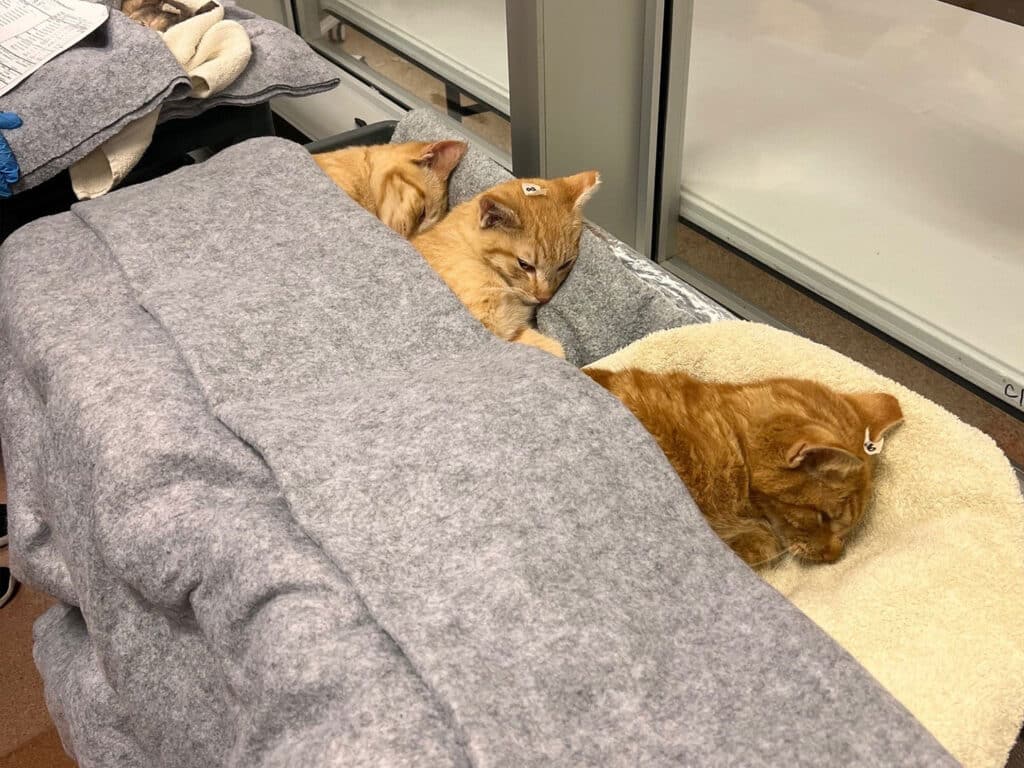 Three orange tabby cats resting on a gray blanket in a pet care setting. Two are sleeping next to each other, while the third is curled up on a soft, round bed. Labels on their ears indicate they are part of a community cat program.