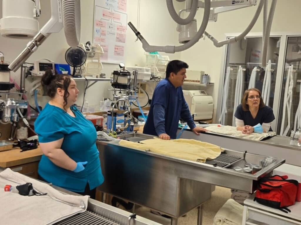Three veterinary professionals are gathered in a clinical setting, discussing procedures. Two women wear scrubs, one in teal and the other in black, while a man in a blue shirt stands nearby. Medical equipment and a surgical table are visible in the background.