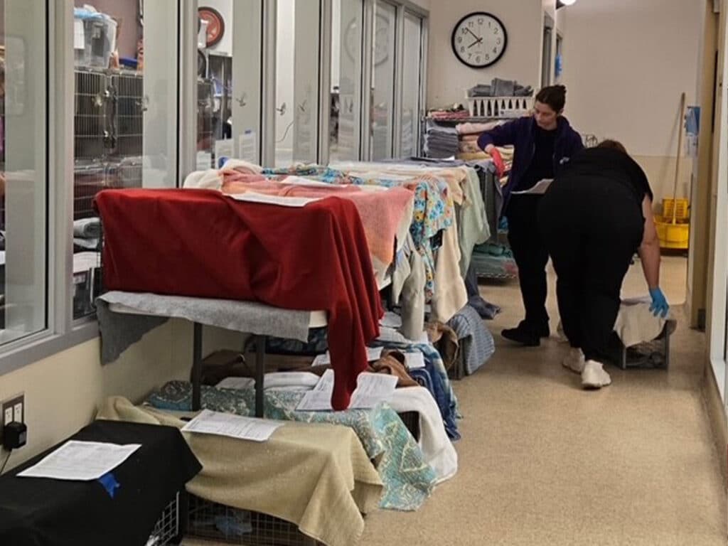 Inside a veterinary clinic, two workers are preparing cats for surgery. Cages covered with blankets line the hallway, while one worker checks paperwork and another assists a cat on the floor, all in a well-lit, organized setting.
