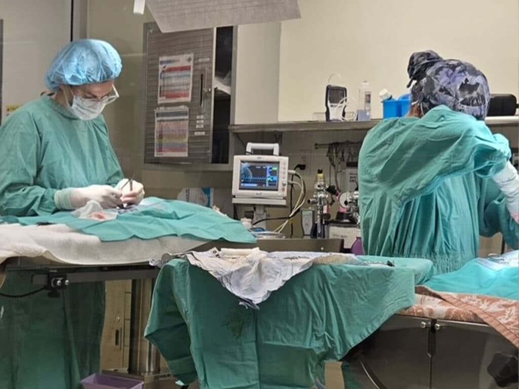 Two veterinary professionals in scrubs and surgical masks prepare for a procedure in a clinic. One is holding surgical instruments while the other is adjusting equipment. Medical instruments and a monitor are visible on a nearby table.