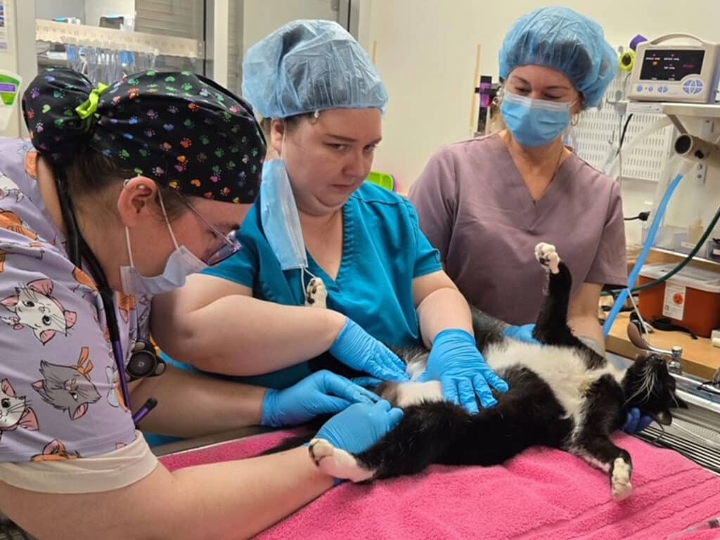 Three veterinary professionals in scrubs and surgical masks assist a black and white cat on a table. One is administering care, while another watches. The setting is a veterinary clinic, with tools and equipment in the background.