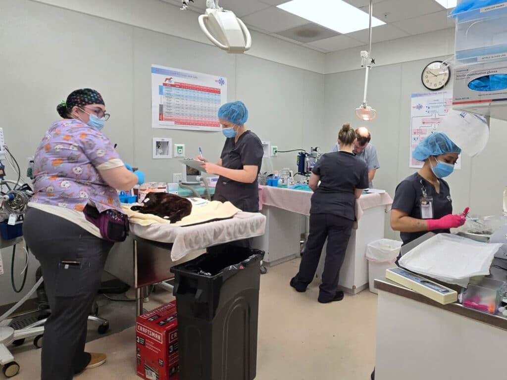 Veterinary staff in scrubs and masks working in a clinic. One person prepares a cat on a table while others handle medical supplies. Various equipment is visible, along with a wall clock and posters.