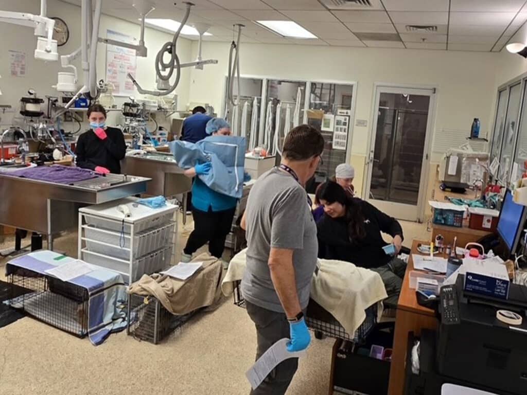 Veterinary staff working in a clinic; a man in a gray shirt stands nearby while two women attend to an animal on a table. Other team members move around, and equipment is visible in the background.