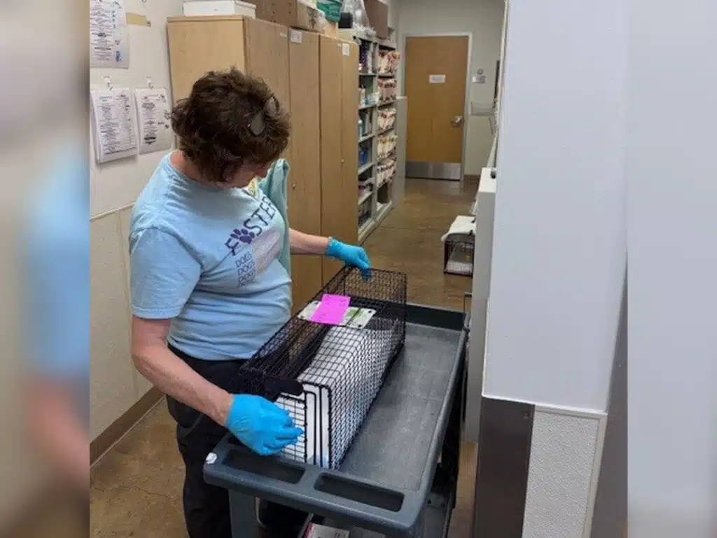 A woman wearing a light blue t-shirt and blue gloves is placing a wire animal carrier onto a cart. The setting appears to be an animal care facility with shelves visible in the background.