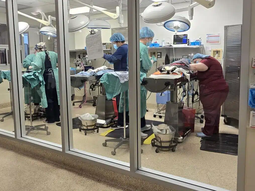 A veterinary surgery room viewed through glass, featuring several medical professionals in scrubs and caps attending to animals on operating tables. Equipment and monitors are visible in the background, indicating a surgical environment.