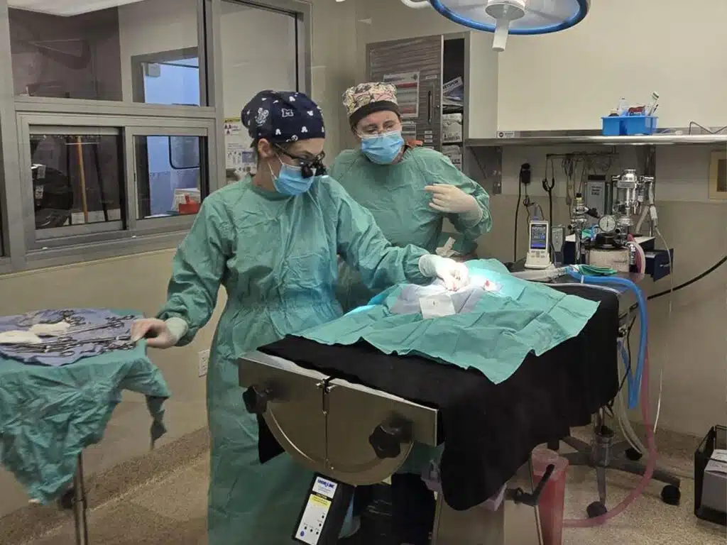 Two veterinarians wearing scrubs, masks, and surgical caps prepare for surgery on a table in an operating room. Medical equipment is visible in the background, and surgical instruments are arranged on a draped surface.