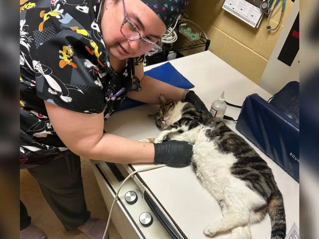 A veterinarian with glasses and a patterned scrub shirt is examining a lying cat on an examination table. The cat appears calm, with a white and gray coat, while the vet uses a probe to check its health in a clinical setting.