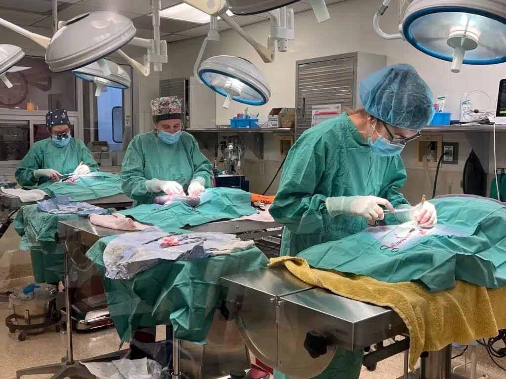 Three veterinary technicians in surgical scrubs are performing spay and neuter surgeries on cats in a well-lit operating room. Each technician is focused on their task at a separate surgical table, surrounded by medical equipment and supplies.
