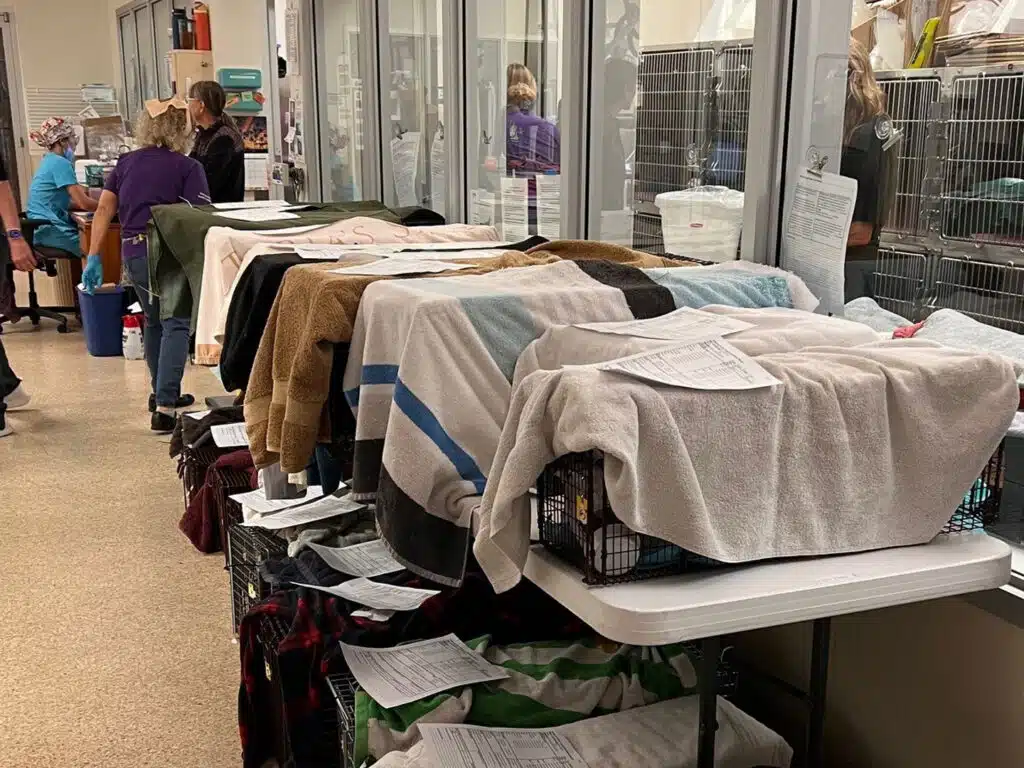 A veterinary clinic interior showing tables with covered animal carriers. The carriers are draped with towels; papers clipped on top. In the background, staff members are attending to animals, and other carriers are visible in enclosures.