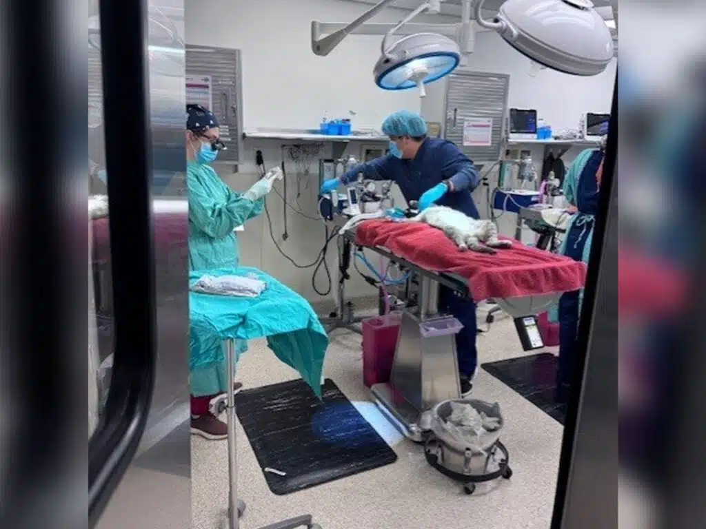 A veterinary team in scrubs preparing a cat for surgery in a clinical setting. One veterinarian operates equipment while another holds the cat, which is positioned on a table with surgical drapes. Medical tools and supplies are organized nearby.