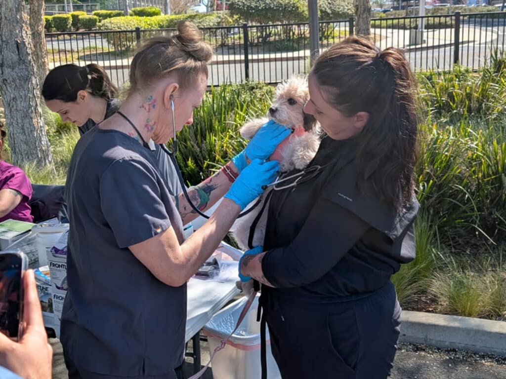 Two veterinary professionals attend to a small dog during a community vaccine clinic. One person holds the dog while the other examines its mouth. A table with medical supplies is visible in the foreground.