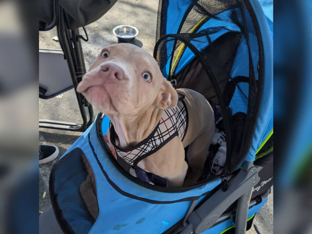 A young dog with blue eyes sits in a blue pet stroller. The dog is wearing a harness and appears to be looking up. The background shows a blurred setting typical of an outdoor area.