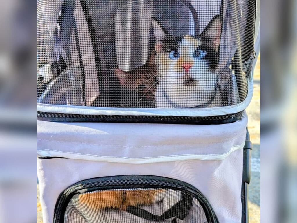 A calico cat sitting inside a pet stroller with a mesh cover, looking out with wide eyes. The stroller's lower section is partially visible, showing a black and orange patch of fur. The setting appears outdoors with bright lighting.