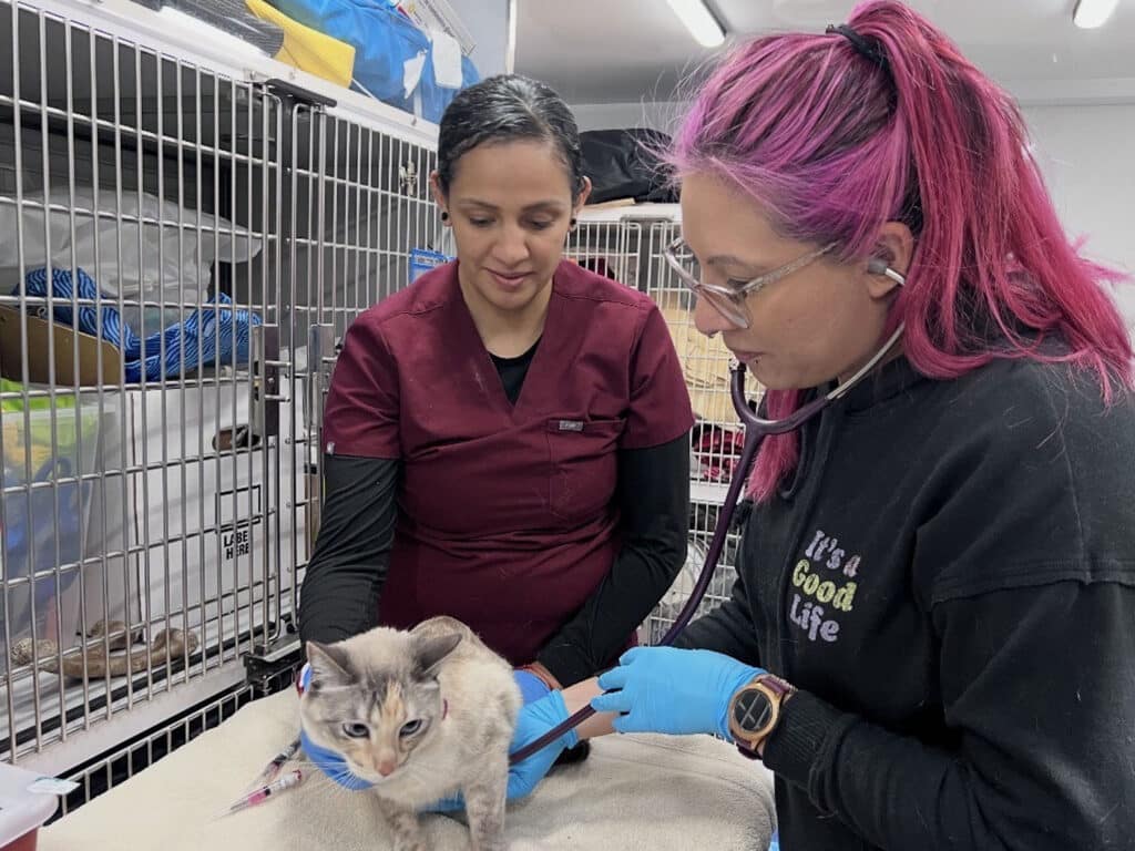 Two veterinary professionals examine a light-colored cat on a table in a clinic. One, in a maroon shirt, stands beside the other, who wears a black sweatshirt and uses a stethoscope. Cages are visible in the background.