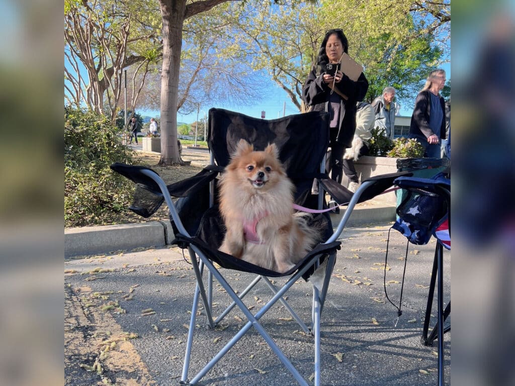 A small fluffy dog sitting comfortably in a folding chair, with a leash attached. In the background, a woman is standing and looking at her phone, while other people and trees are visible in the park setting.