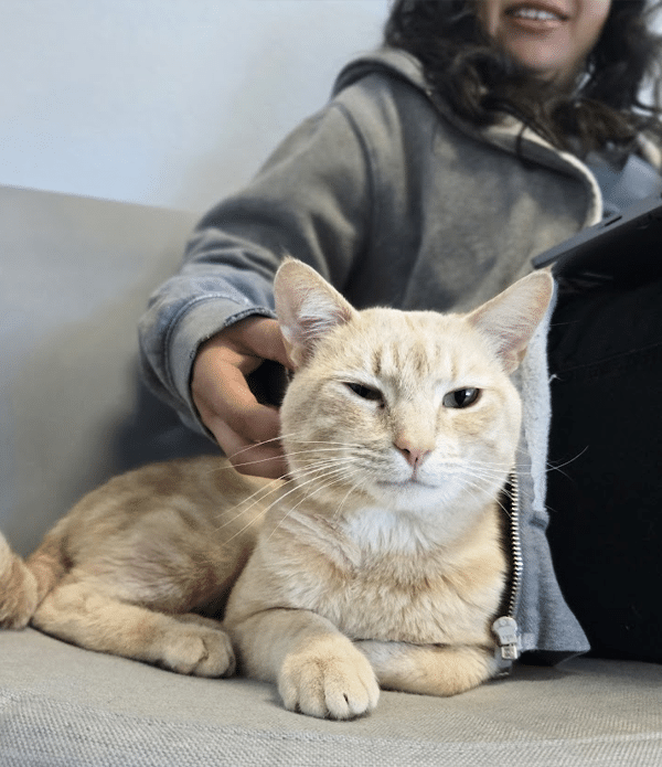 A light orange cat resting on a sofa, with a person gently petting it. The person is wearing a gray hoodie and smiling in the background. The setting suggests a cozy, inviting space, possibly in a Joybound thrift store or cat lounge.