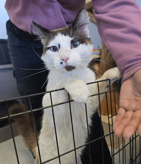 A cat with white fur and dark markings rests its front paws on the edge of a wire cage. A hand is reaching out towards the cat, set within a cozy thrift store and adoption center setting, likely associated with Joybound thrift store.