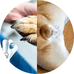 A close-up of a groomer's hand holding a dog's paw with trimmed nails on the left, and a top view of a relaxed dog with a clean coat on a wooden surface on the right, illustrating dog grooming practices at Joybound Grooming Salon.