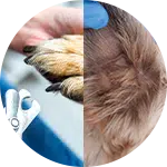 A split image showing a person's hand holding a dog's paw with trimmed nails on the left, and the top of a dog's head with soft, groomed fur on the right, highlighting aspects of dog grooming.
