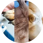 Close-up images showing a dog being groomed, including a person trimming a dog's nails, a focus on the dog's fur, and the dog's face. This collage highlights various aspects of dog grooming.