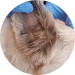A close-up of a person's gloved hand grooming a dog's ear, highlighting the fluffy fur. The image emphasizes attention to detail in dog grooming, showcasing the care involved in maintaining a pet's hygiene.